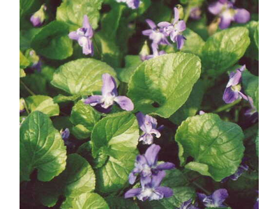 Viola odorata