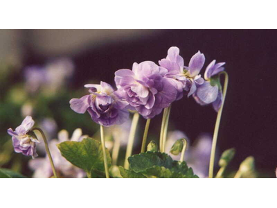 Viola odorata