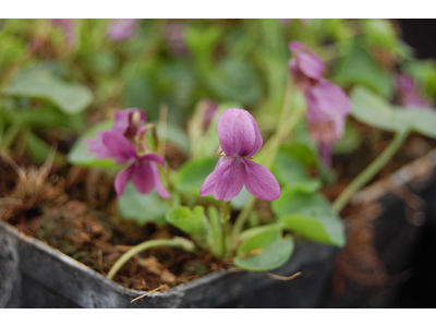 Viola odorata