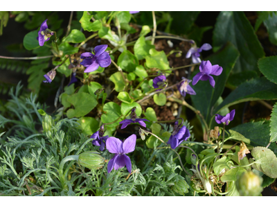 Viola odorata