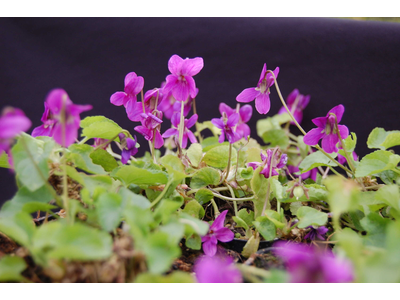 Viola odorata