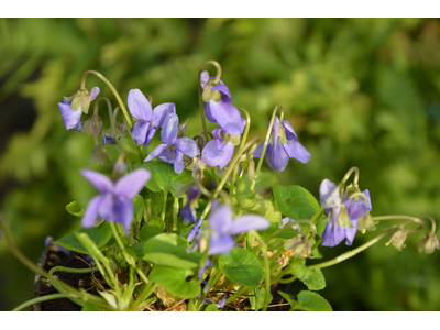 Viola odorata