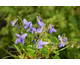 Viola odorata Princess de Galles