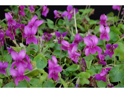 Viola odorata