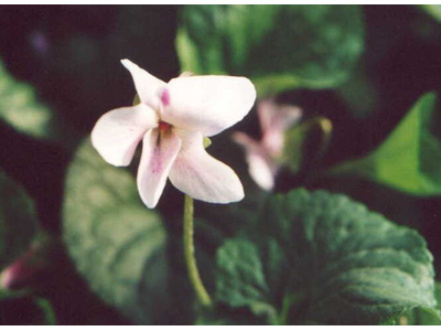 Viola odorata