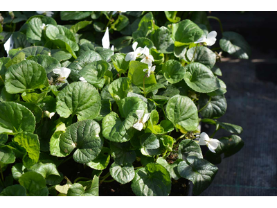 Viola odorata