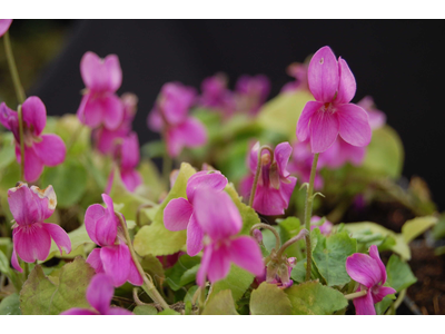 Viola odorata