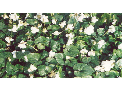 Viola odorata