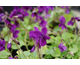 Viola odorata Victoria di Taggia