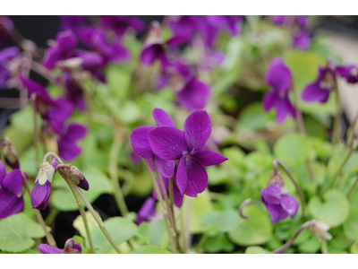 Viola odorata