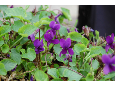 Viola odorata