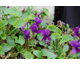 Viola odorata Wild Form