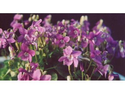 Viola rupestris