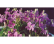 Viola rupestris Rosea