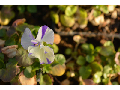 Viola cornuta