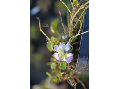 Viola odorata