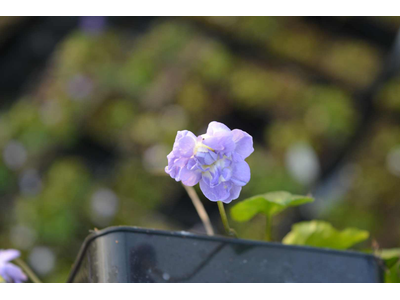 Viola odorata