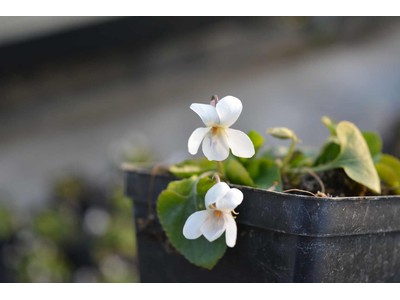 Viola odorata