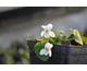 Viola odorata Rawson's White