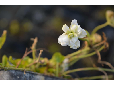 Viola odorata