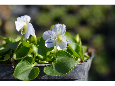 Viola sororia