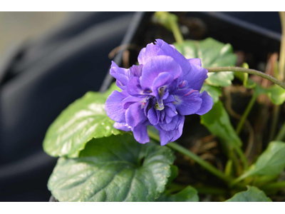 Viola odorata