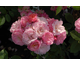 Rosa Walferdange