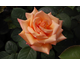 Rosa Warm Wishes