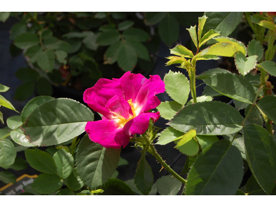 Rosa