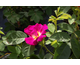 Rosa Weg der Sinne