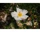 Rosa White Haze