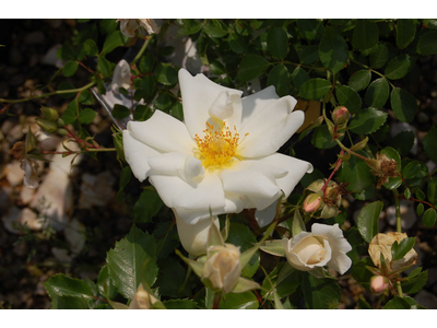 Rosa