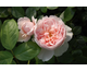 Rosa Wildeve