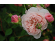 Rosa William Morris