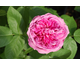 Rosa Yolande d'Aragon