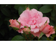 Rosa You're Beautiful
