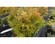 Thuya occidentalis Amber Glow