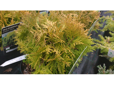Thuya occidentalis