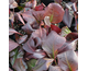 Bergenia cordifolia Winterglow