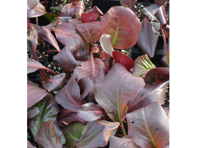 Bergenia cordifolia