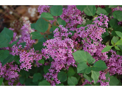 Syringa meyeri