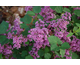 Syringa meyeri Bloomerang - Dark Purple ®