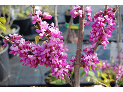 Cercis chinensis