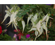 Clianthus puniceus Albus