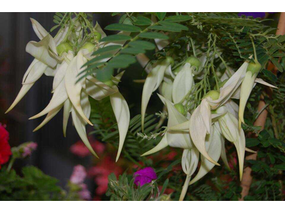 Clianthus puniceus