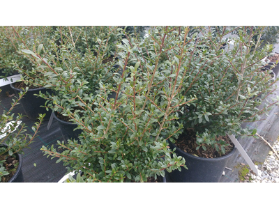 Ilex crenata