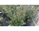 Ilex crenata Convexa