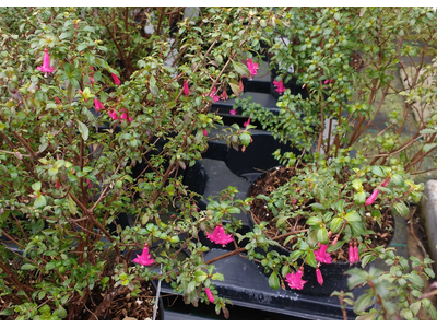 Fuchsia microphylla
