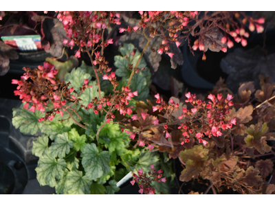 Heuchera