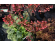 Heuchera